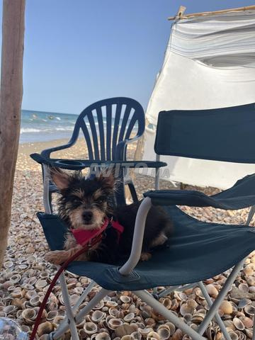 Caniche Yorkshire Terrier vacciné