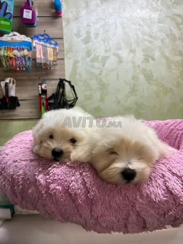 🐶🤍 BICHON MALTAIS À VENDRE 🤍🐶 - 2