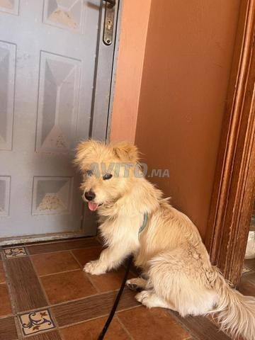 Bon chien à vendre - 2