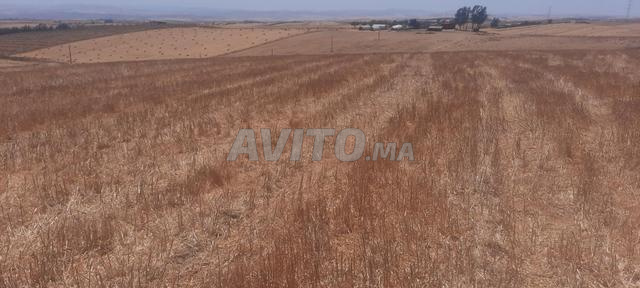 Ferme équipée 5 hectares à vendre Tiflet Khémisset - 2