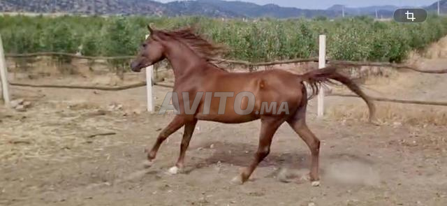 Jument Pur-Sang Arabe Show – 6 ans - 2