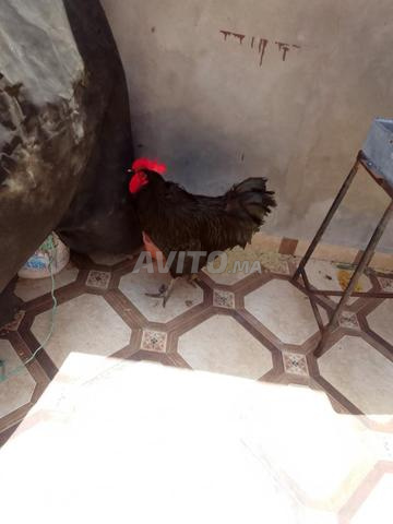 فروج استرالي هجين باللون الأسود