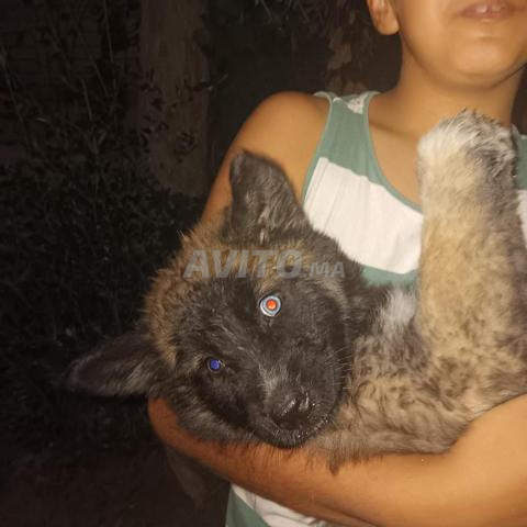 Chien loup - 2