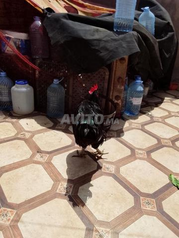فروج استرالي هجين باللون الأسود - 2