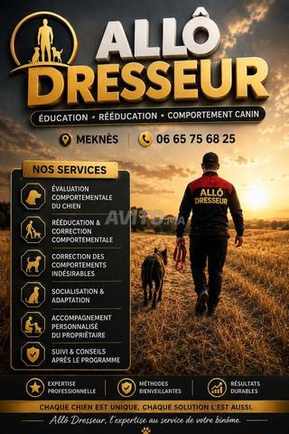 Dressage de chiens - 2