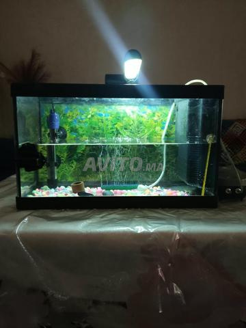 Aquarium pour poisson - 2