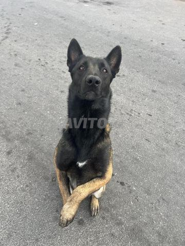 Chiens à vendre à Ain Sebaa. - 2