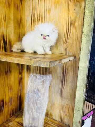 Magnifique chaton persan himalayen âge 3 mois - 2