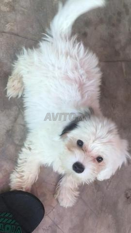 Caniche Bichon Maltais - 2