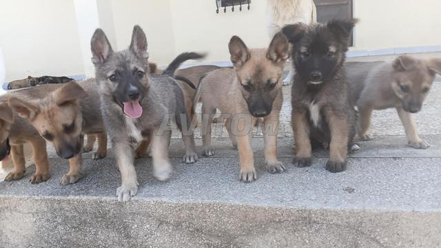 Bonjour à tous, nous avons des chiens Market Stuff et Berge.