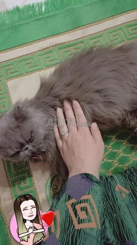 chat persan - 2