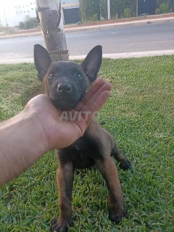 Malinois Charbonnier - 2