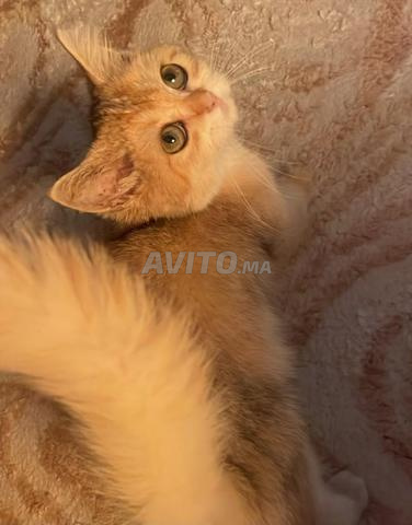 British Shorthair - 2