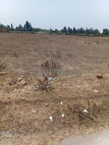 بوسكورة لابيسا - 2
