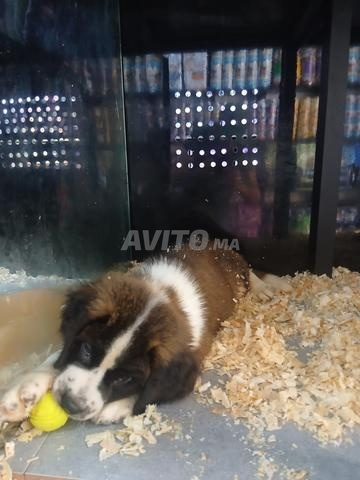 🐶 Chiots Saint-Bernard à vendre – Mâle & Femelle - 2