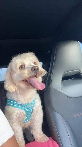 Bichon à adopter - 2