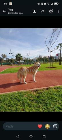 Vente chien Akita