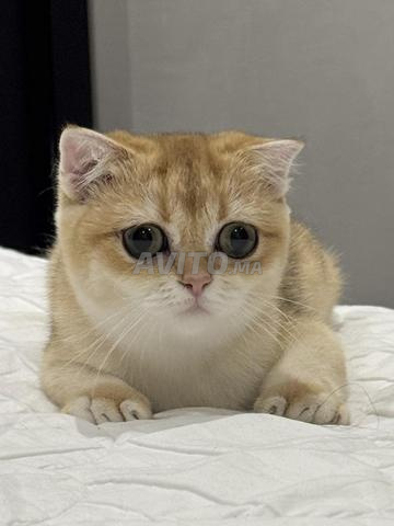 Femelle Scottish Fold pure race. - 2