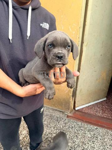 Cane corso mâle