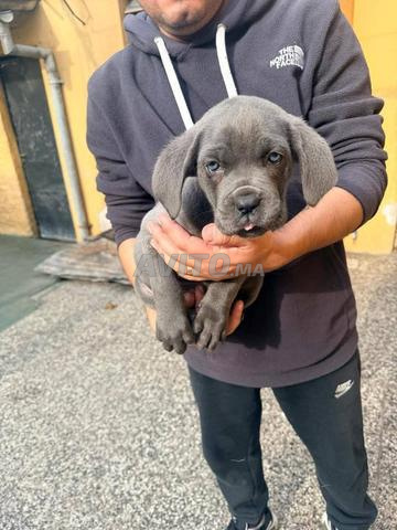 Cane corso mâle - 2
