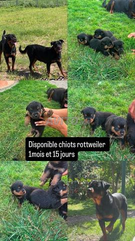 Chiots rottweiler disponibles - 2