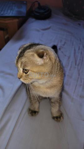 Scottish Fold couleur or - 2