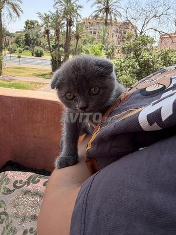 Scottish Fold - 2