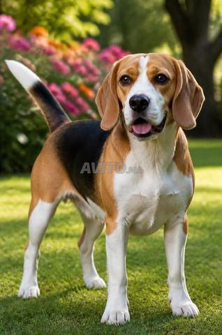 Chiot Beagle - 2