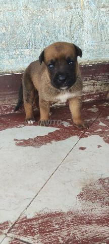 Chiot Boxer - 2