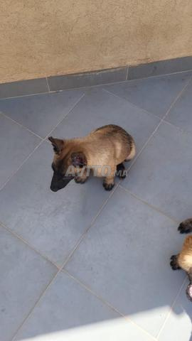 Malinois Charboné - 2