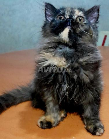 Chatons Persan - 2