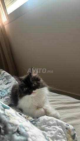 Persan trop mignon avec son carnet de santé. - 2