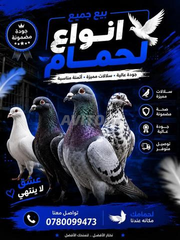 Pigeons
