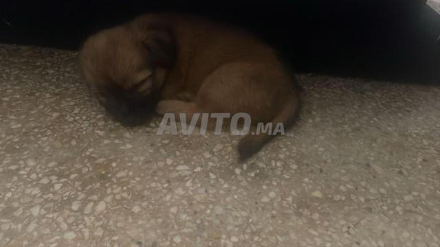 بيشون للبيع - 2
