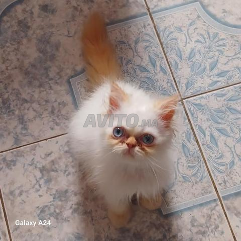 Chatte pure race - 2
