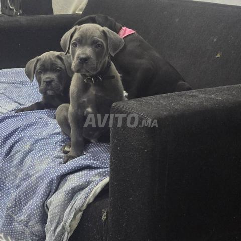 Mâle Cane Corso disponible - 2
