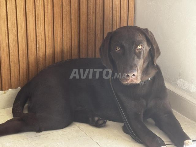 Labrador chocolat à vendre - 2