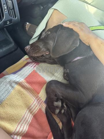 Labrador chocolat à vendre
