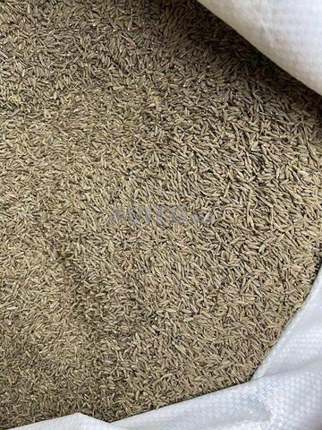 كمون حبوب جودة عالية - 2
