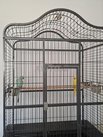 Grande cage à vendre à Tanger - 2