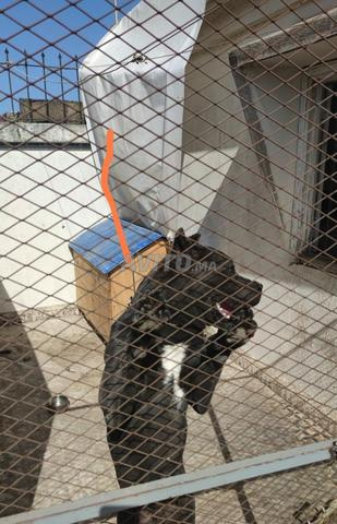 Chien Cane Corso - 2