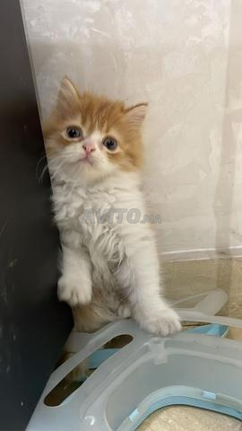 2 chat mâle Highland Straight - persan
