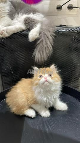 2 chat mâle Highland Straight - persan