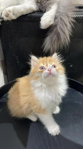 2 chat mâle Highland Straight - persan