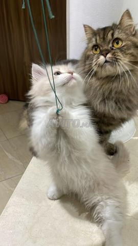 2 chat mâle Highland Straight - persan