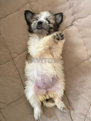 Bichon à vendre – avec accessoires 🐶 - 2