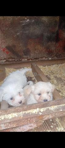 Chiots Bichon Maltais - 2