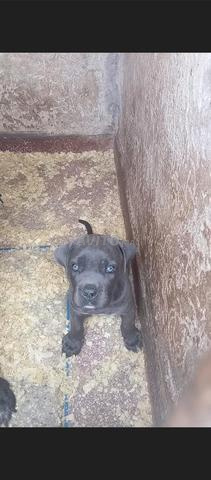 Femelle cane corso pure race - 2