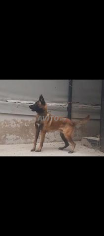 Mâle Malinois Masque Noir - 2