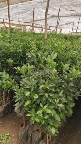 المناصرة القنيطرة - 2